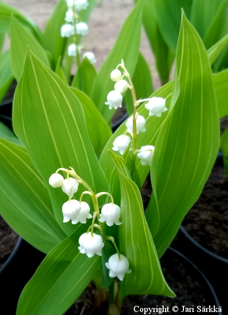 Kielo - konvalje, liljekonvalj - Convallaria majalis 'Albostriata' Kielo - konvalje, liljekonvalj - Convallaria majalis 'Albostriata'